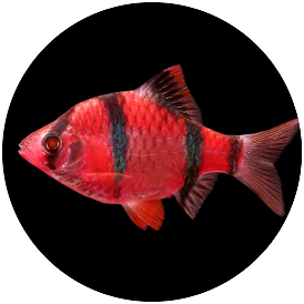 GloFish Tetra